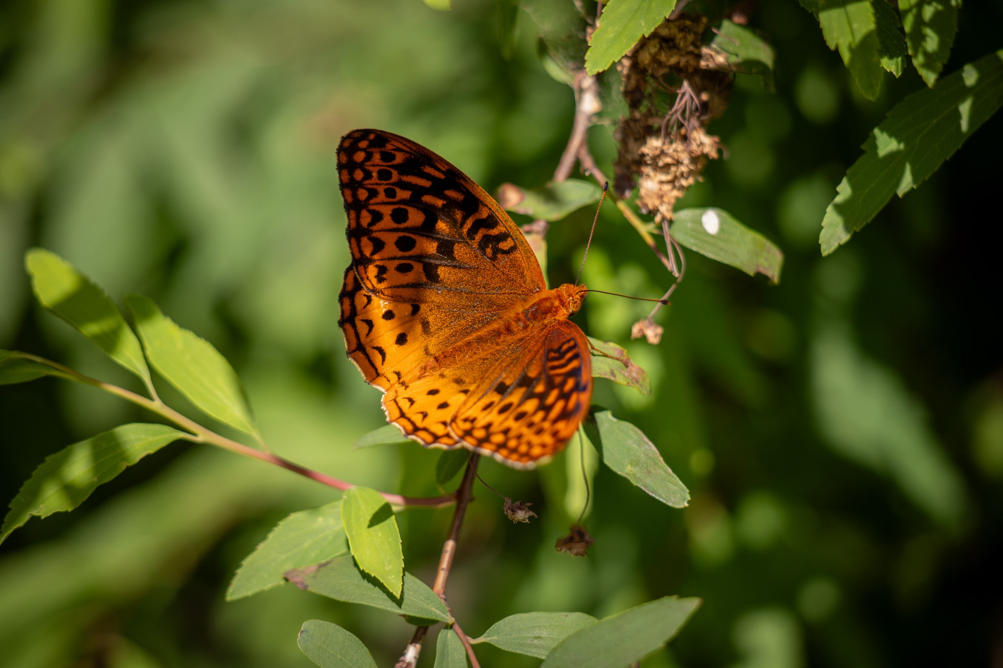 Spread Your Wings: New Beginnings